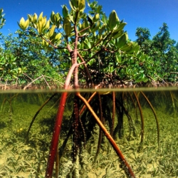 Rhizophora Mucronata - Red Mangrove